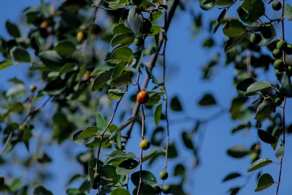 Μικρό Δέντρο Φρούτα Jujube Φρούτα Jujube Ένα Δέντρο Φόντο Πράσινων — Φωτογραφία Αρχείου