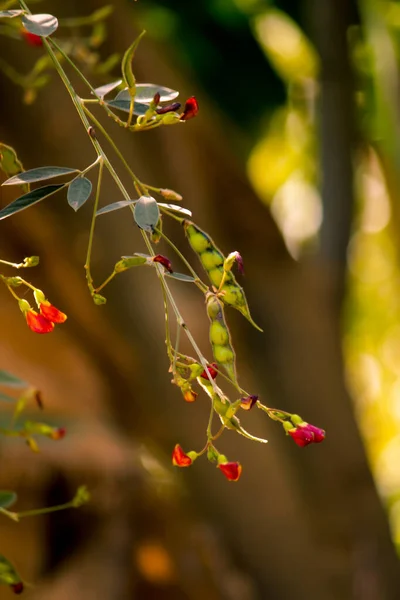 pigeon pea or tuvar beans vegetable on plant with flower,plant of pigeon pea Seed,pigeon pea or tuvar beans vegetable on plant with flower,pigeon peas ( arhar or toor dal ) plant with flowers,