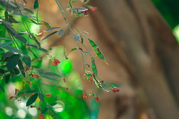 Pigeon pea crop field,pigeon pea or tuvar beans vegetable on plant with flower,tur-dal bean's,man cutting pigeon pea or tuvardal bean on plant