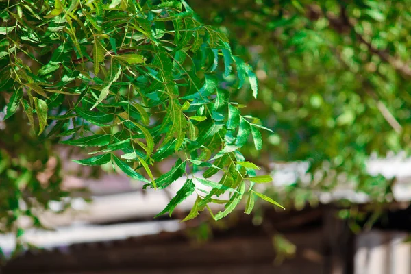 Neem Δέντρο Azadirachta Indica Κλαδιά Και Φύλλα Neem Δέντρο Δείχνει — Φωτογραφία Αρχείου