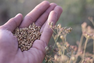Hindistan çiftliğinde tohumlu kuru kişniş bitkisi kişniş tarımı kişniş yetiştirme.,