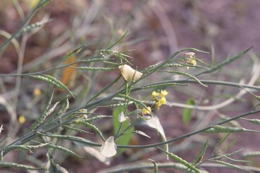 Yeşil hardal tohumu ya da haplı kara hardal bitkilerinin güzel manzarası, tarım ve tarım kavramı