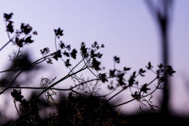 Kişniş yetiştirme, tohumlu kişniş yetiştirme, kişniş bitkisi ve olgun kişniş tohumları.,