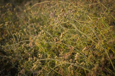 Hindistan çiftliğinde tohumlu kuru kişniş bitkisi kişniş tarımı kişniş yetiştirme.,