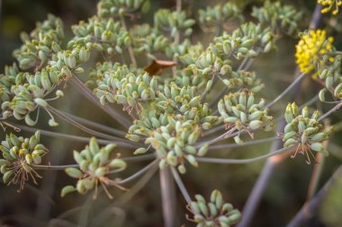 Rezene ya da dereotları gökyüzüne karşı çiçek açar ormandaki bir çayır, kimyon ya da karanfil, tıbbi, baharat bitkisi