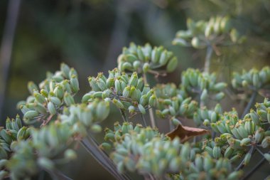 Dereotundan çiçekli yeşil arka plan, otlaktaki güzel çiçek bitkisi sabah güneşinde, Fennel