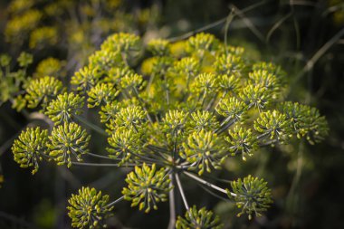 Yiyecek çeşnisi, bahçede rezene, taze dereotu çiçekleri, dereotu şemsiyelerinin çiçekli arka planı, çiçek açan bir bahçe, rezene.,