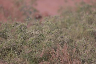 Hint çiftliğinde Zeera veya carum carvi bitkileri, caraway veya carum carvi veya meridyen rezene veya İran kimyon vintage oymacılığı,