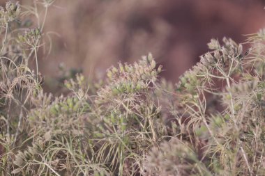 Carum carvi, bahçede, tüm baharatlar, hindistan cevizi, kimyon tohumları tarımı, karanfil bitkisi (Carum carvi) Hindistan 'da tam çiçeklenme, Hint çiftliğinde kuru zeera tohumu