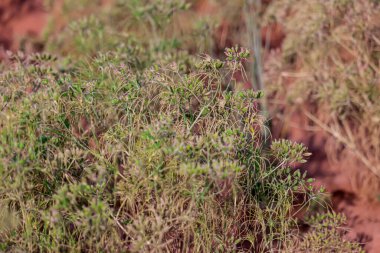 Hint çiftliğine kimyon tohumları ekilir, tarım ve gıda konsepti, kimyon (zira), kuru oyma veya karanfil bitkisi, Caraway veya Carum carvi