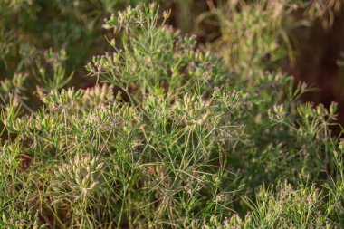 Hindistan 'ın Gujarat kentindeki bir çiftlikte kimyon, kimyon (zira) yetiştirilmesi, Hint çiftliği veya bahçesindeki en popüler kimyon tohumları, karvi