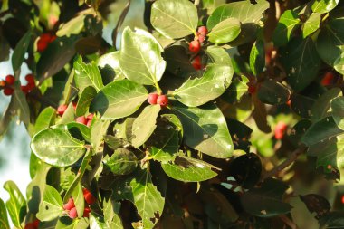 Banyan ağacı ve meyve dolu aksesuar kökleri, Banyan incir ağacı meyvesi yakın plan,