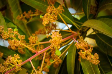 Tropik cennet - egzotik mango bitkileri, mango bahçesi ve çiçek, mango çiçekleri dalları, bahçede güzel mangolar