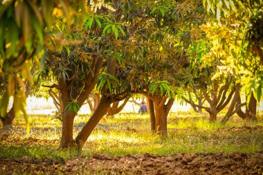 Mango bahçeleri, mango bahçesi ve mavi gökyüzü, mango çiçeğinin bir dalı.