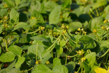 Yeşil Gram tarlasında ya da Moong 'da, yüksek proteinli yeşil fasulye tohumu, mong fasulyesi tarımı.