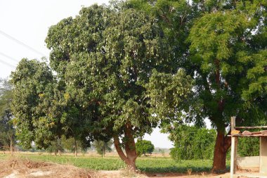 Bahçedeki büyük mango ağacı, mango tarımı, mango ağacında sallanan bir sürü mango ağacı, mango yetiştirme, ağaçlı Asya mangosu.