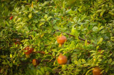 Gıda arka planı için taze nar tohumları, nar hasadı, yüksek çözünürlüklü nar, tam ekran meyve, konu üzerine seçici odaklanma