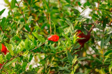 Ağaç dalında olgun nar meyvesi, nar bahçesi video klipsi seçici odak noktası, bahçedeki ağaç dalında kırmızı olgun nar meyvesi.