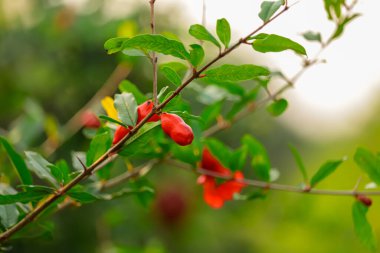 Nar aromalı meyve bahçesi, nar aromalı meyveler yakın görünüm, nar tarımı, renkli nar meyveleri, nar tarlasında kırmızı olgun meyveli doğal yiyecekler.