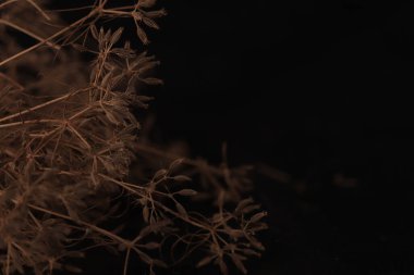 Zira ya da zeera bitkisi siyah arkaplanda, kimyon tohumları siyah masada, oyma ya da carum carvi yakın görünüm, doğal arka planda taze kimyon bitkisi