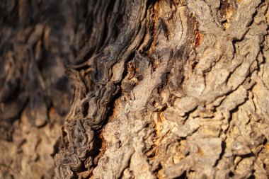 Neem ağaç gövdeleri, doğal arkaplan, kabuk dokusu arkaplan deseni tasarım için eski kahverengi, kalın ağaç gövdesi yakın çekim, seçici odak