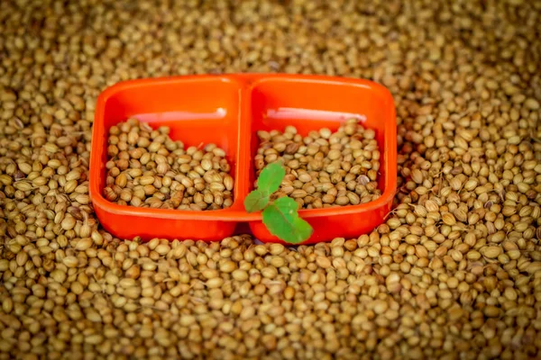 A close up of Coriander seeds on a wooden spoon,Organic Dried coriander seeds (Coriandrum sativum) in wooden bowls with spoon, selective focus on subject,dried coriander seed bowl