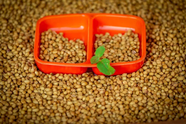 Coriander seed,coriander in wooden spoon closeup hd footage, wooden bowl in dry coriander seeds, beautiful footage raw coriander,dried coriander seed bowl