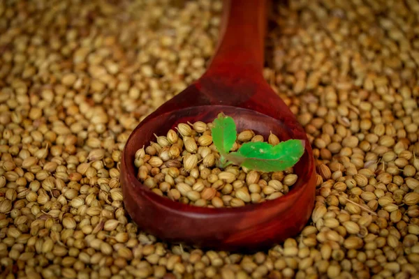 Organic Dried coriander seeds (Coriandrum sativum) in wooden bowls with spoon,dry coriander seeds in spoon,selective focus on subject,dried coriander seed bowl