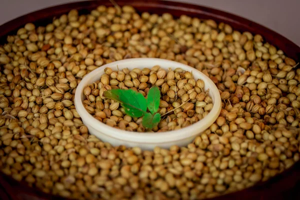 Organic Dried coriander seeds (Coriandrum sativum) in wooden bowls with spoon,dry coriander seeds in spoon,selective focus on subject,dried coriander seed bowl