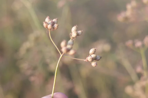 Ξηρό Φυτό Κόλιανδρου Σπόρους Ινδική Φάρμα Γεωργία Κόλιανδρου Καλλιέργεια Κόλιανδρου — Φωτογραφία Αρχείου