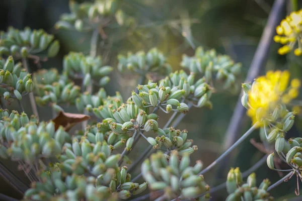 茴香花在绿色的背景上 芳香草园 药用植物 香料植物 — 图库照片