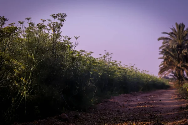 Hintergrund Mit Duftendem Dillschirm Garten Und Landwirtschaftskonzept Pflanzung Blühender Dillkraut — Stockfoto