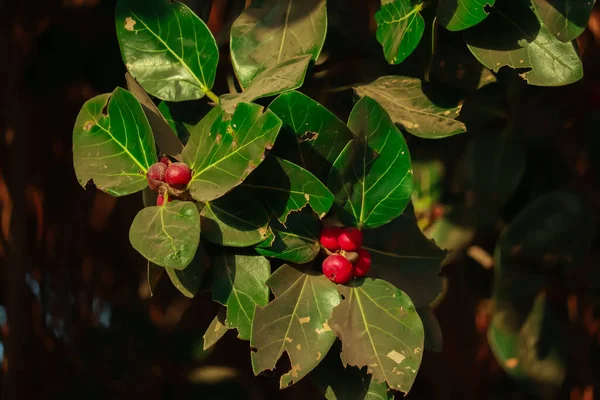 Branches Arbre Banyan Avec Des Fruits Rouges Visibles Beaux Fruits — Photo