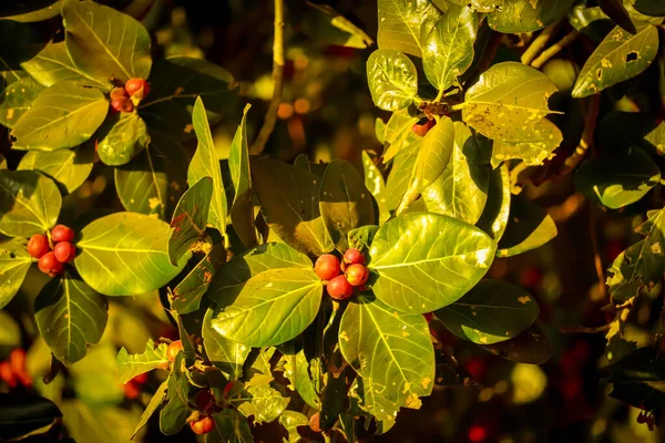 Ficus Benghalensis赤い色の果実またはより良い葉柄と古い木 ガジュマルの木 — ストック写真