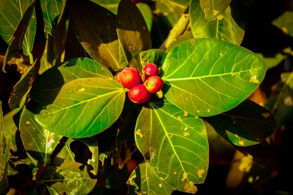 Ficus Benghalensis赤い色の果実またはより良い葉柄と古い木 ガジュマルの木 — ストック写真