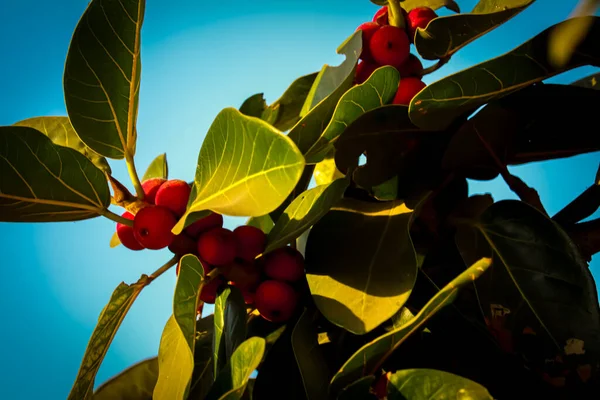 Banyan tree branches, with red coloured fruits visible,beautiful red ripe fruits of Ficus benjamina