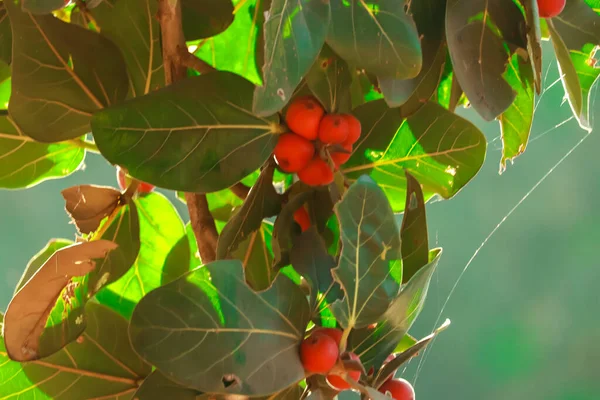 Ficus Benghalensis赤い色の果実またはより良い葉柄と古い木 ガジュマルの木 — ストック写真