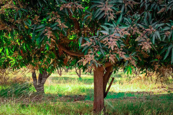 Mango garden and mango green leaves,mango tree and mango garden,mango tree