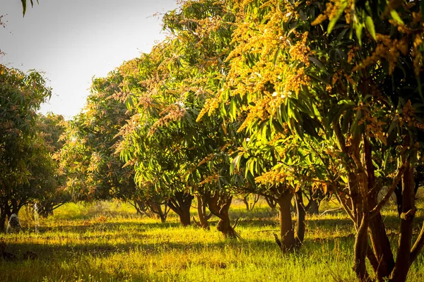 Green mangoes on the tree,mango garden and blue sky,a branch of inflorescence mango flowers,