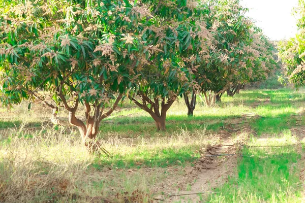 Agricultura Mango Huerto Mango Verde Tailandia Flores Frescas Mango Árbol —  Fotos de Stock