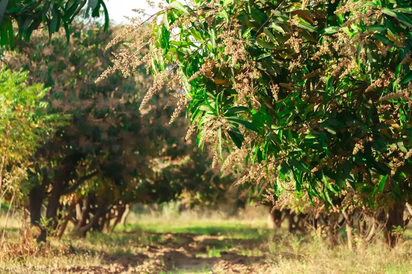 Hoja Mango Flores Mango Planta Hermoso Jardín Mango Árboles Mango —  Fotos de Stock