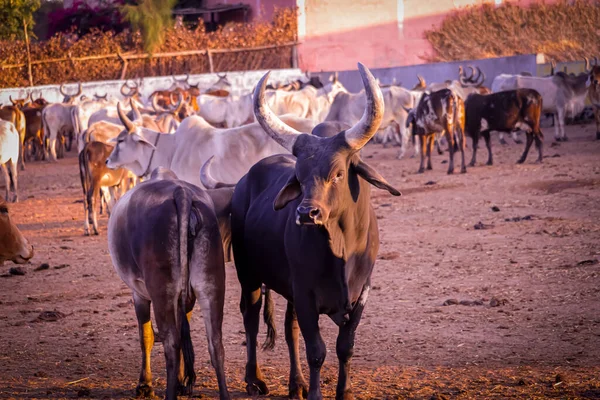 Vaca India Vaca Curiosa Comiendo Hierba Campo Ganado Shed Rural — Foto de Stock