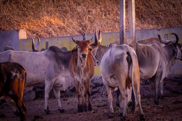 Indian cow,curious cow eating grass at the field,cattle Shed Rural India,agriculture industry,farming concept,selective focus