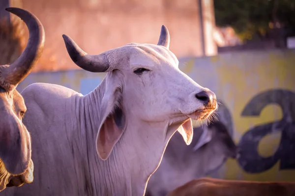 Vache Indienne Vache Curieuse Mangeant Herbe Sur Terrain Bétail Remise — Photo