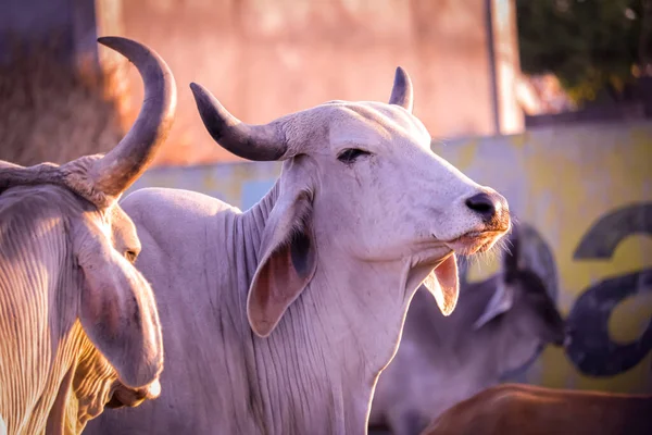 Hint Ineği Tarlada Yiyen Meraklı Inek Sığır Ağılı Kırsal Hindistan — Stok fotoğraf