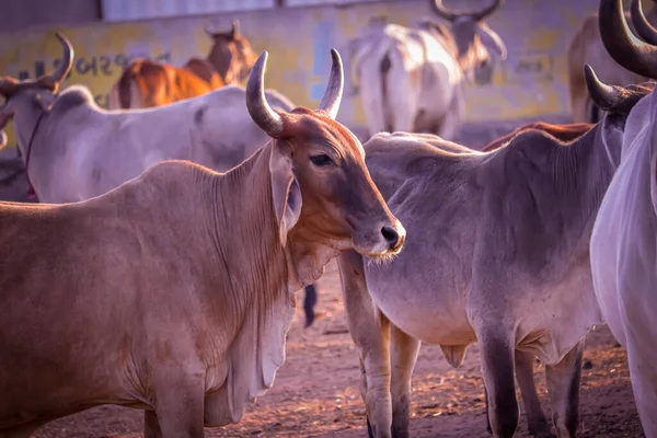 Image of Indian Cows in the village of Rajasthan India,Indian Cows in Cow Farm,cows resting in a field, protective shelters for cows in govshal,selective focus