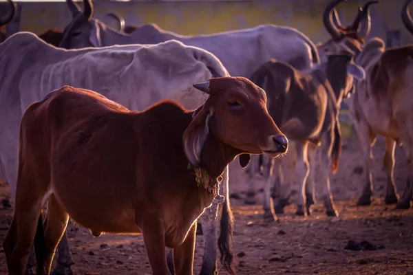 牛群集中在农村房屋 农耕和畜牧业概念 牛奶生产和奶制品泰国奶牛在田里休息 戈夫萨尔奶牛保护所 有选择的重点 — 图库照片