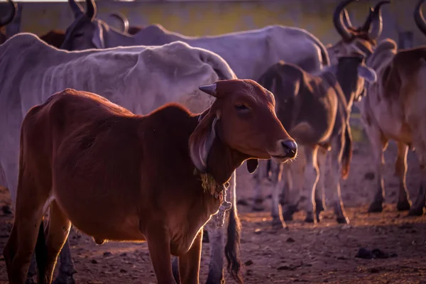 Cows group at rural house,farming and animal husbandry concept,milk production and dairy product Thai cows resting in a field,Cows - protective shelters for cows in govshal, selective focus