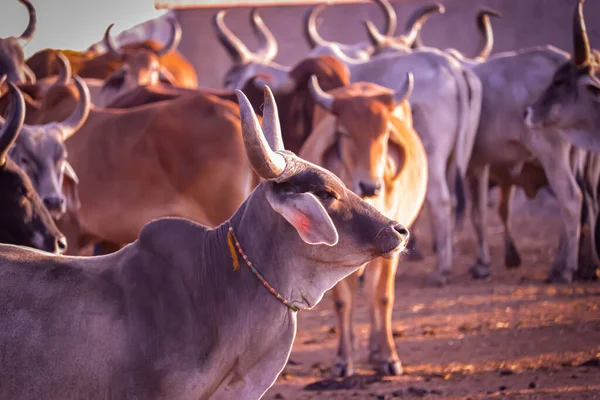 Cows group at rural house,farming and animal husbandry concept,milk production and dairy product Thai cows resting in a field,Cows - protective shelters for cows in govshal, selective focus