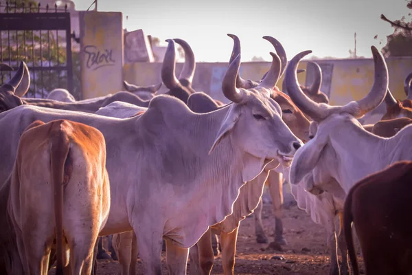 拉贾斯坦邦市印度奶牛形象 农业和畜牧业概念 牛奶生产和奶制品 — 图库照片